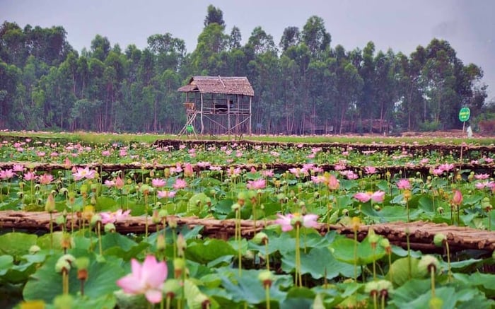 Đồng Sen Tháp Mười, nơi thấm đẫm hương của hoa sen tinh khiết