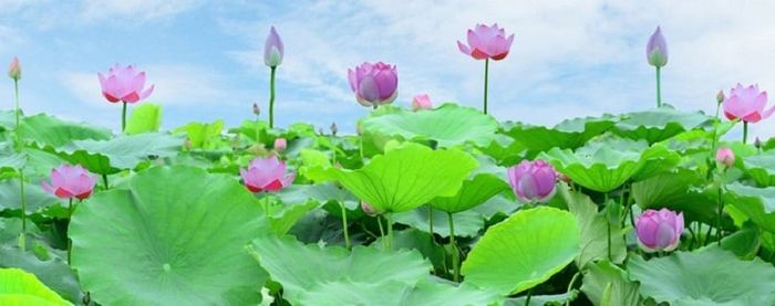 Khoảng cách vòng quanh Hồ Tây là bao nhiêu kilômét