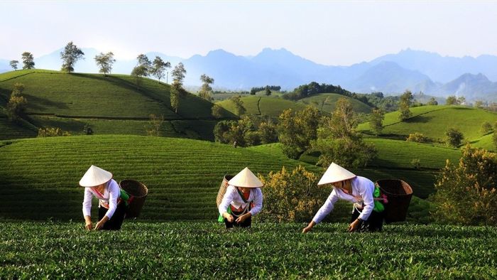 Dãy núi Blue Mountain - một kỳ quan thiên nhiên hùng vĩ của Úc