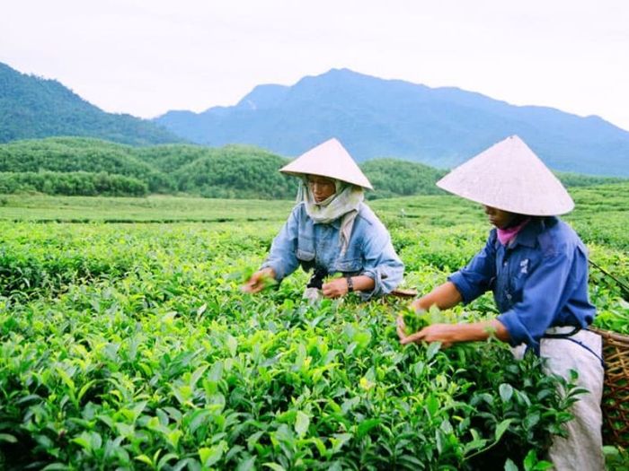 Trải nghiệm sống ảo tại đồi chè Đông Giang, Quảng Nam cực kỳ nổi bật