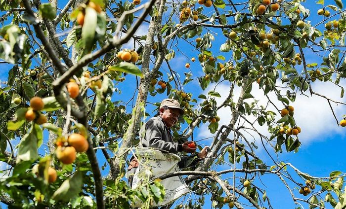 Đặc sản hồng treo gió Đà Lạt