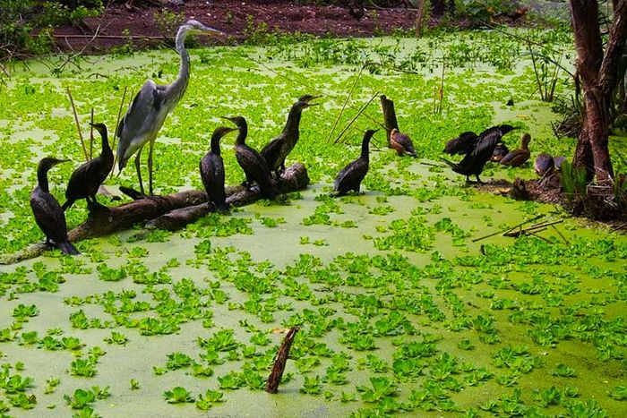 Khu du lịch sinh thái Gáo Giồng, tổ ấm của các loài chim lần thứ chín