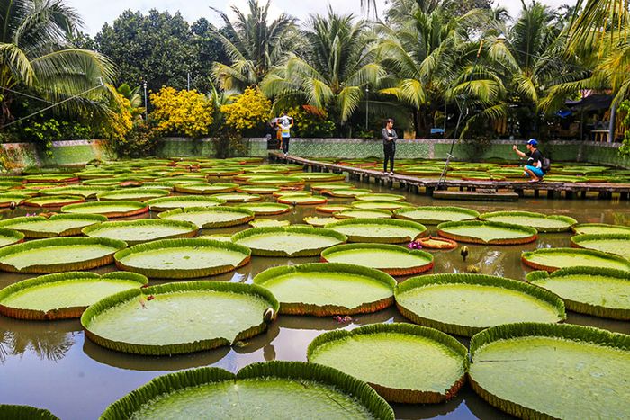 Thưởng ngoạn vẻ đẹp của chùa Lá Sen, chiêm ngưỡng sự vĩ đại của 'vua' sen khổng lồ 6