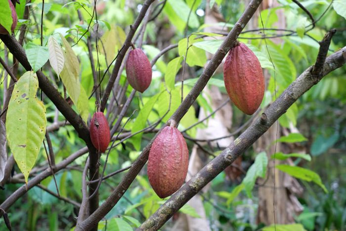 Bạn đã thử Cacao Mười Cương thơm ngon ở Tây Đô chưa? 2