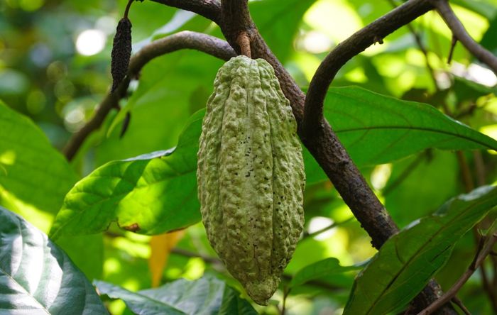 Bạn đã thử Cacao Mười Cương thơm ngon ở Tây Đô chưa? 3