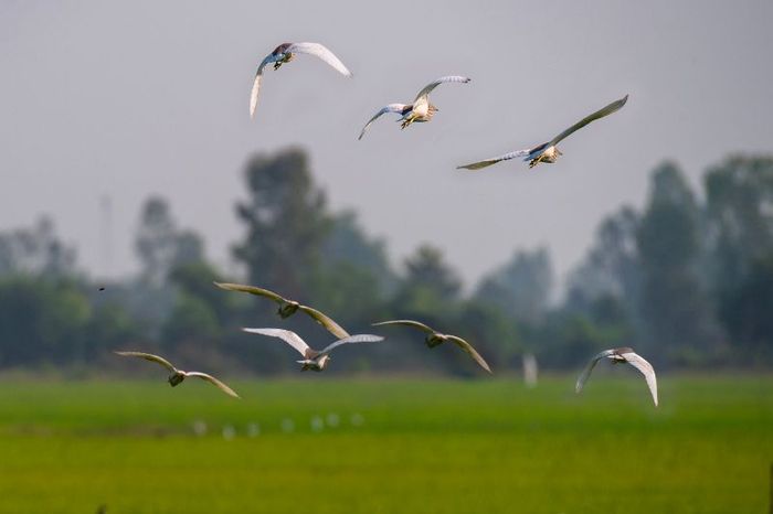 Khu du lịch sinh thái Gáo Giồng, nơi sinh sống của các loài chim lần thứ sáu