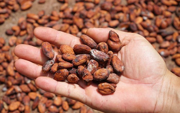 Bạn đã thử Cacao Mười Cương thơm ngon ở Tây Đô chưa? 8