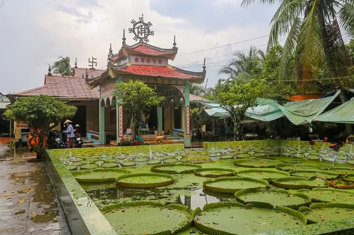 Chiêm ngưỡng vẻ đẹp của chùa Sen Lá, nơi tôn vinh loài sen khổng lồ