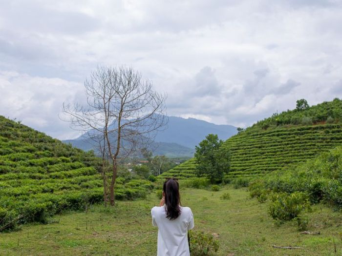 Trải nghiệm ảo tại đồi chè Đông Giang, Quảng Nam vô cùng nổi tiếng