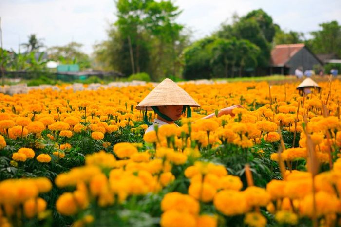 Khám phá làng hoa Sa Đéc, thủ đô hoa lớn nhất miền Tây