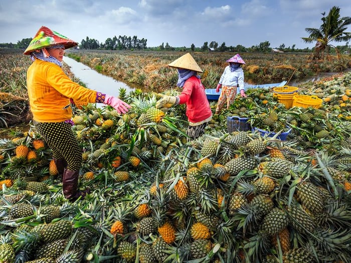 12 Món Đặc Sản Hậu Giang Không Thể Bỏ Lỡ