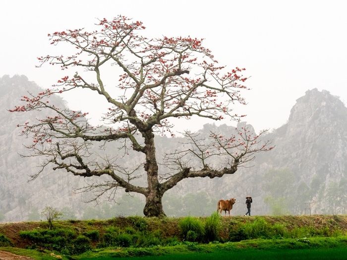 Mùa hoa gạo tháng Ba mang đến sự ấm áp và sự khích lệ sau những tháng đầu năm lạnh giá