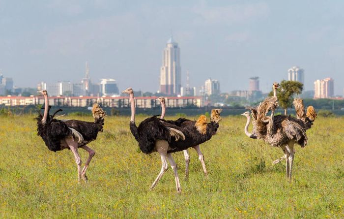 Khám phá vẻ đẹp hoang dã tại thủ đô Nairobi.