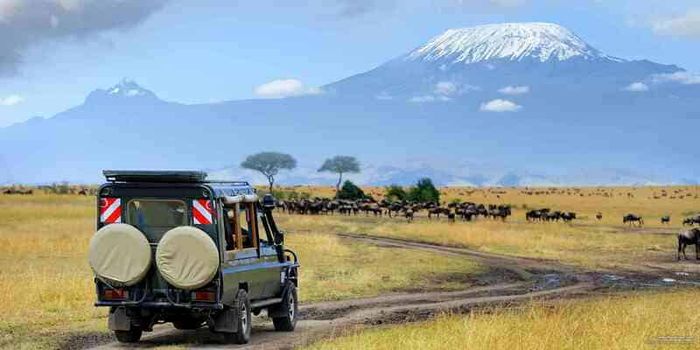 Khám phá Kilimanjaro - tìm hiểu về ngôi nhà huyền bí của Châu Phi