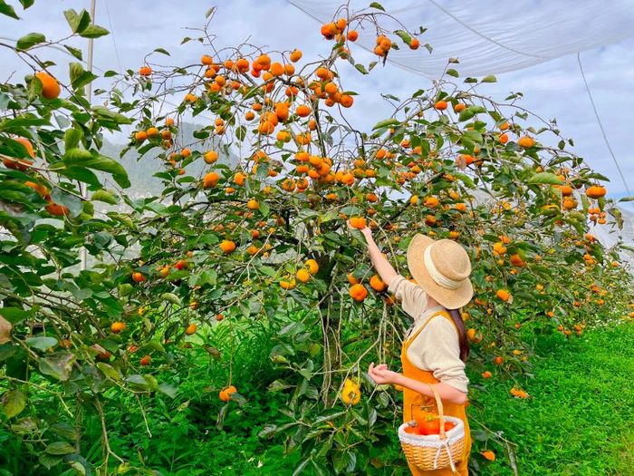 Khám phá vẻ đẹp của vùng trung du Bắc Bộ qua chuyến thăm Hữu Lũng, Lạng Sơn