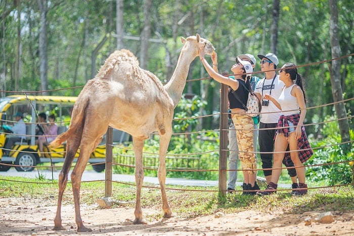 Vườn thú mở tại Vinpearl Safari Phú Quốc - nơi chăm sóc, bảo tồn nhiều loài động vật bản địa và quý hiếm trên thế giới