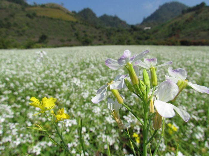 Khám phá vẻ đẹp của mùa hoa cải trắng Đà Lạt khi nở rộ trên cao nguyên Lâm Viên