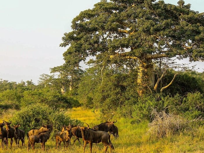 Khám phá viên ngọc trai quý giá ở Angola giữa lòng lục địa đen