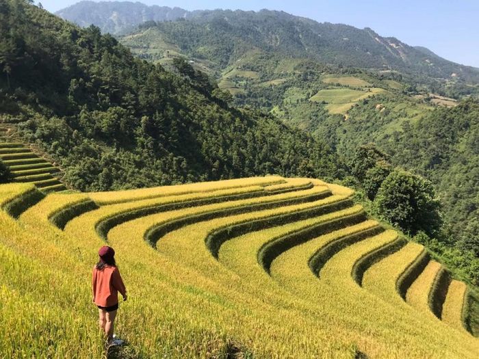 Trải nghiệm mãn nhãn với mùa lúa chín vàng óng ở vùng miền Bắc