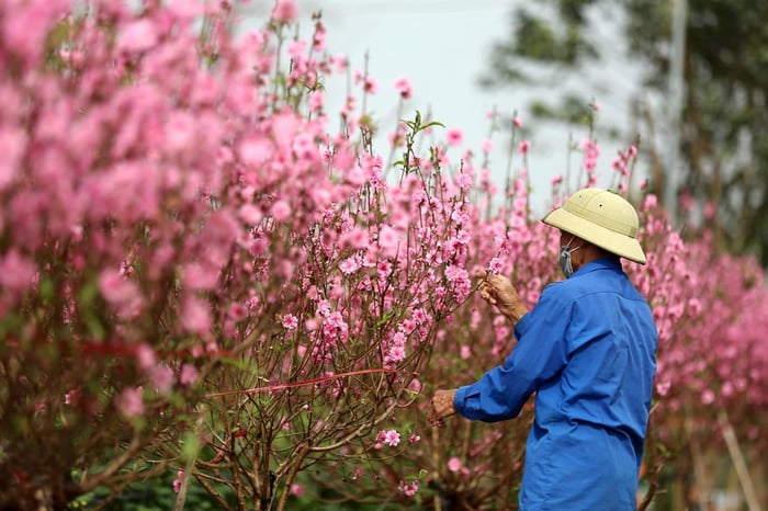 Làng hoa Nhật Tân - Thiên đường của những đóa hoa đào