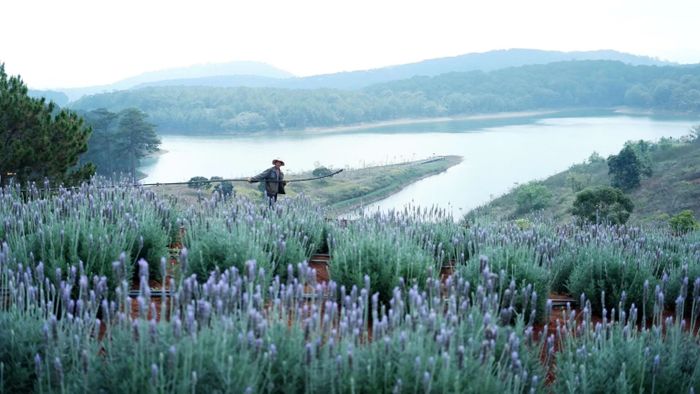 Rực rỡ sắc tím mùa hoa lavender Đà Lạt - Khoảnh khắc không thể bỏ lỡ 7