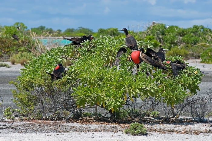 Kiribati nơi hoang sơ bên bờ biển Thái Bình Dương 7