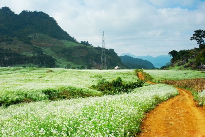 Khám phá vẻ đẹp của mùa hoa cải trắng Đà Lạt khi nở rộ trên cao nguyên Lâm Viên