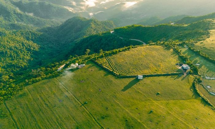 Cao nguyên Bùi Hui với rừng hoa sim tình tứ ở xứ Quảng 6