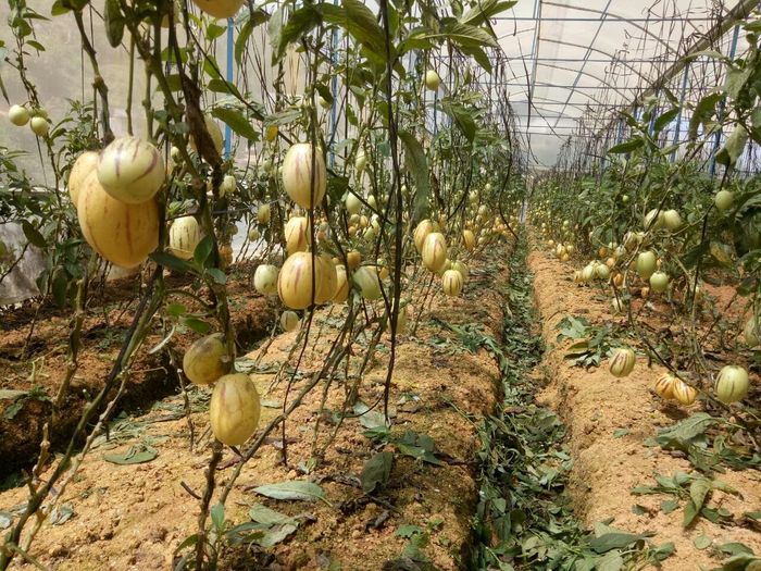 Tháng Mười đi Đà Lạt chơi gì để giải tỏa nỗi nhớ về thành phố mờ sương?