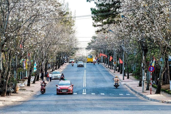 Mùa hoa ban trắng ở Đà Lạt là biểu tượng của sự hứa hẹn trung thành trong một tình yêu lãng mạn và trong sáng.