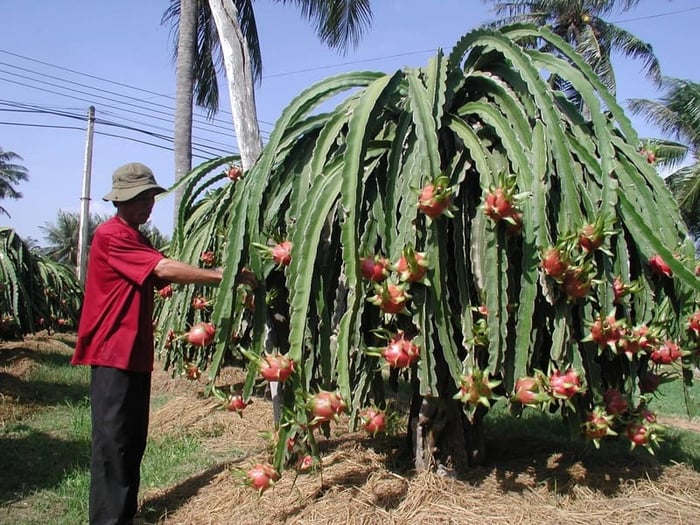 Trải nghiệm Hàm Thuận Nam dưới ánh nắng và cơn gió của Bình Thuận 3