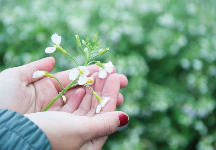 Khám phá vẻ đẹp của mùa hoa cải trắng Đà Lạt khi nở rộ trên cao nguyên Lâm Viên