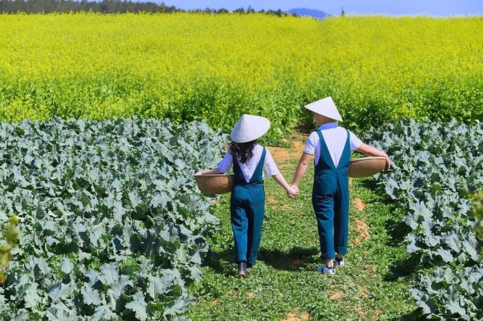 Mùa hoa cải vàng Đà Lạt: Sắc vàng rực rỡ khắp không gian