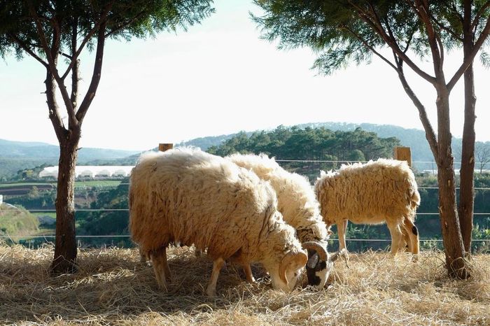 Trải nghiệm làm nông dân tại Chika Farm Đà Lạt, một không gian sống ảo độc đáo mang đậm chất trang trại châu Âu