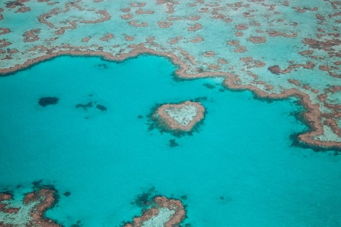 Rạn san hô Great Barrier, một tác phẩm tự nhiên ngoạn mục ngoài khơi xa Queensland 7