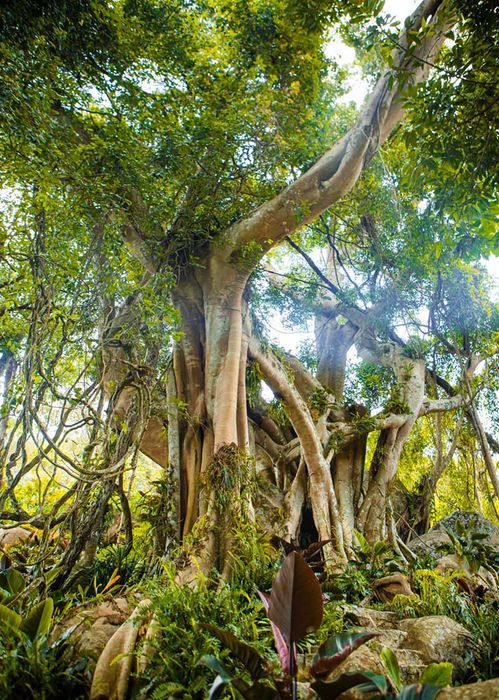 Trải nghiệm Cao Nguyên Hoa Đà Lạt, hòa mình vào miền đất mơ mộng 10