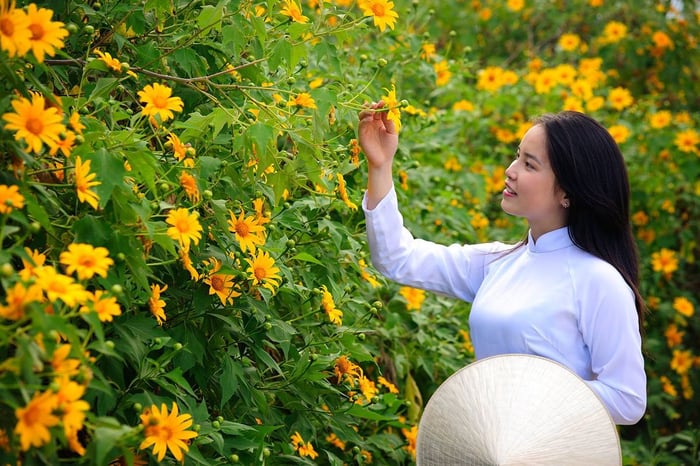 Mùa hoa dã quỳ Đà Lạt - Hòa mình vào sắc vàng của cao nguyên 11