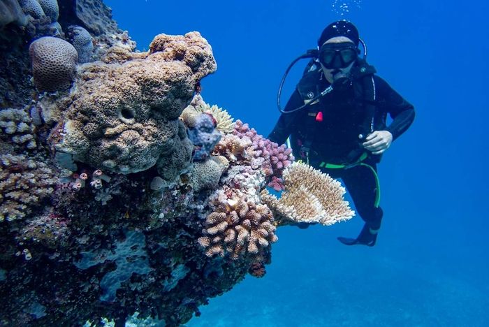 Rạn san hô Great Barrier, một kiệt tác tự nhiên tuyệt vời ngoài khơi xa Queensland 10