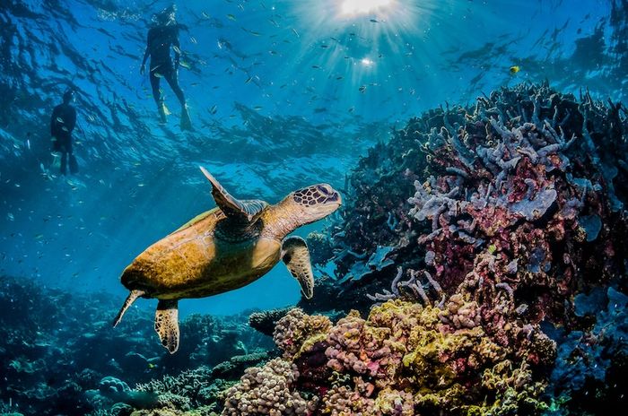 Rạn san hô Great Barrier, một sáng tạo tự nhiên ngoạn mục ngoài khơi xa Queensland 8