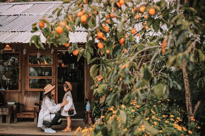 Tháng Mười Một ở Đà Lạt - Thời điểm mà các loài hoa tranh nhau khoe sắc, tạo nên một khung cảnh lộng lẫy trong không gian 6