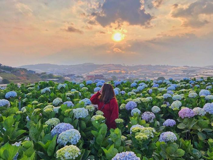 Muốn trải nghiệm Đà Lạt trong tháng Sáu như thế nào?