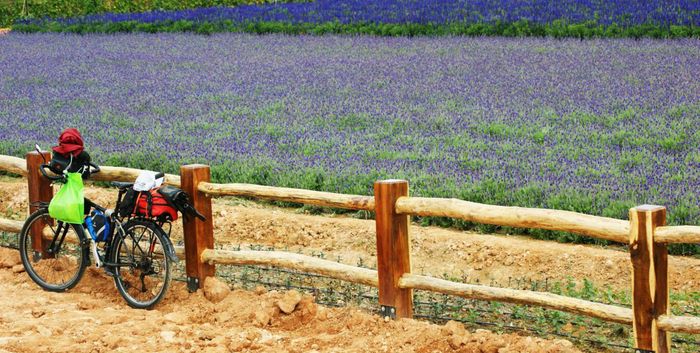 Rực rỡ sắc tím mùa hoa lavender Đà Lạt - Khoảnh khắc không thể bỏ lỡ 9