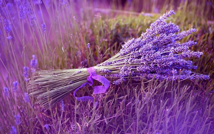 Rực rỡ sắc tím mùa hoa lavender Đà Lạt - Cơ hội không thể bỏ lỡ 5