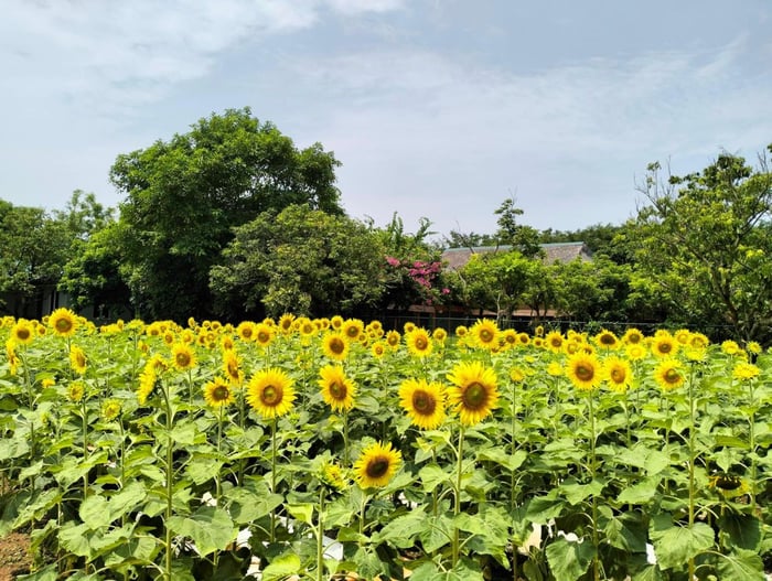 lễ hội ở Quảng Ninh