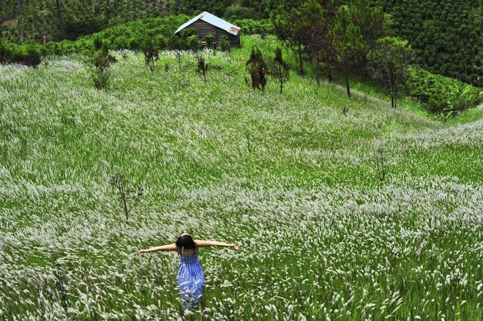 Mùa hoa cỏ lau ở Đà Lạt trải rộng trên những đồng cỏ hoang 2