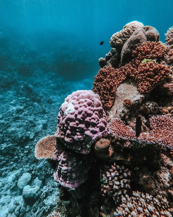 Rạn san hô Great Barrier, một tạo tác tự nhiên vô cùng ngoạn mục ngoài khơi xa Queensland 9