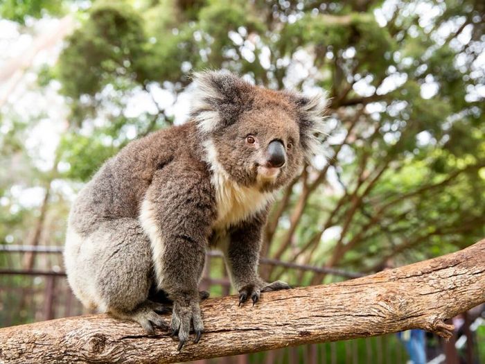 Khám phá Melbourne - Trung tâm văn hóa của Úc 8