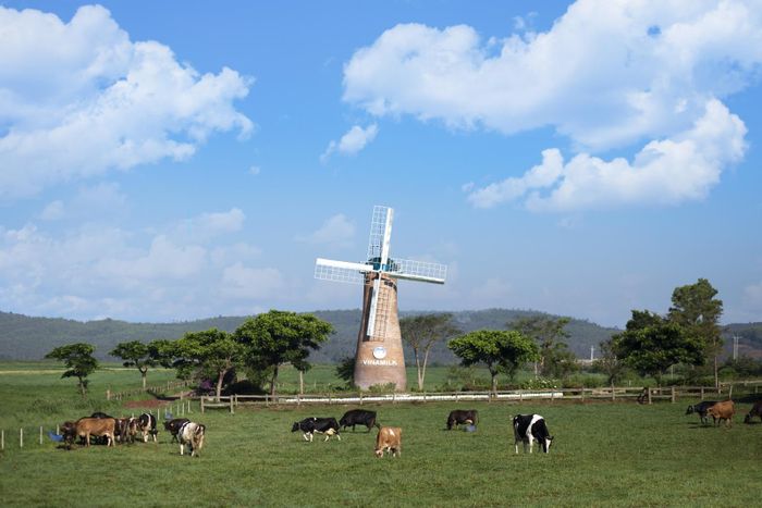 Trải nghiệm tại trang trại đạt chuẩn châu Âu Vinamilk Organic Milk Farm 8