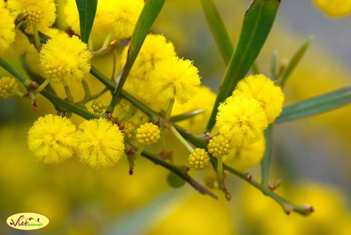 Xuân đã về, chúng ta hãy cùng nhau thưởng ngoạn mùa hoa Mimosa ở Đà Lạt nhé!