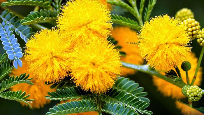 Xuân đã về, chúng ta hãy cùng nhau tận hưởng mùa hoa Mimosa ở Đà Lạt nhé!